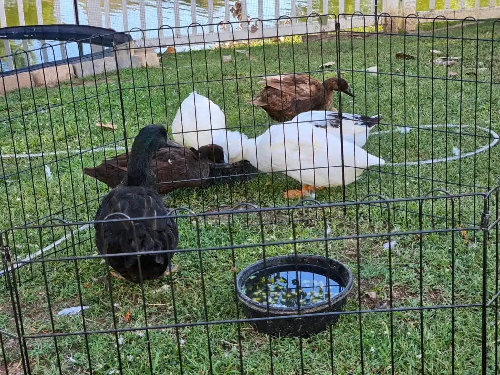 male duck in drake jail during mating season to give the girls a break