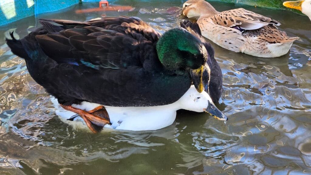 ducks mating