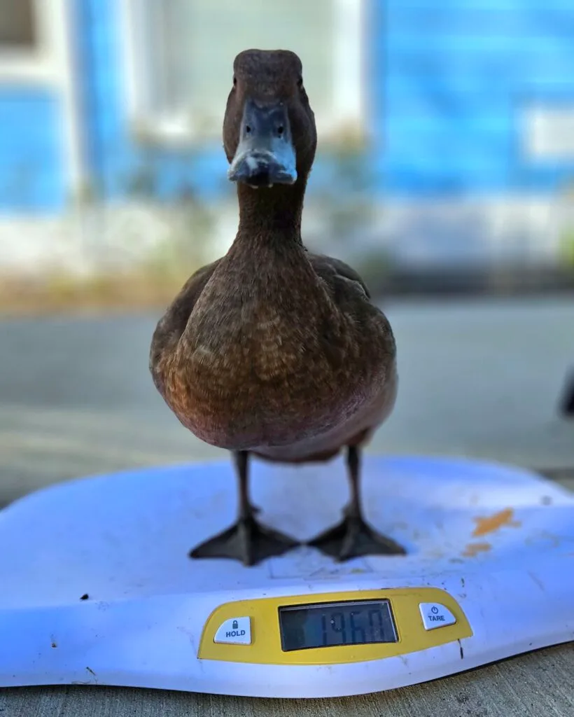 monitoring duck weight