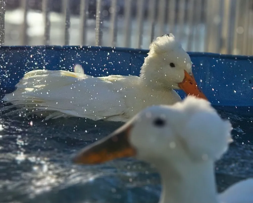 ducks splashing around