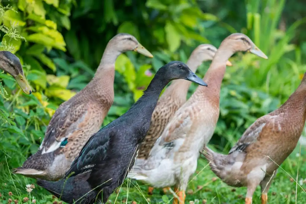 group of Indian runner ducks