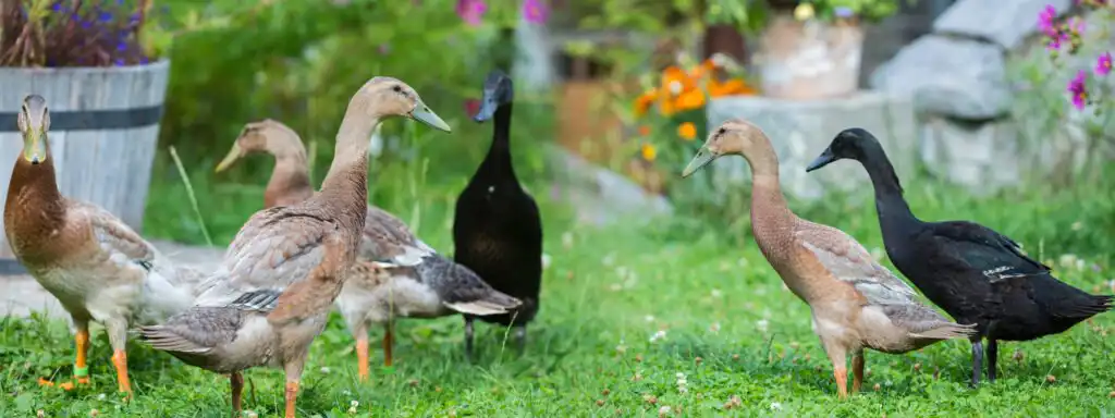 Indian Runner Ducks
