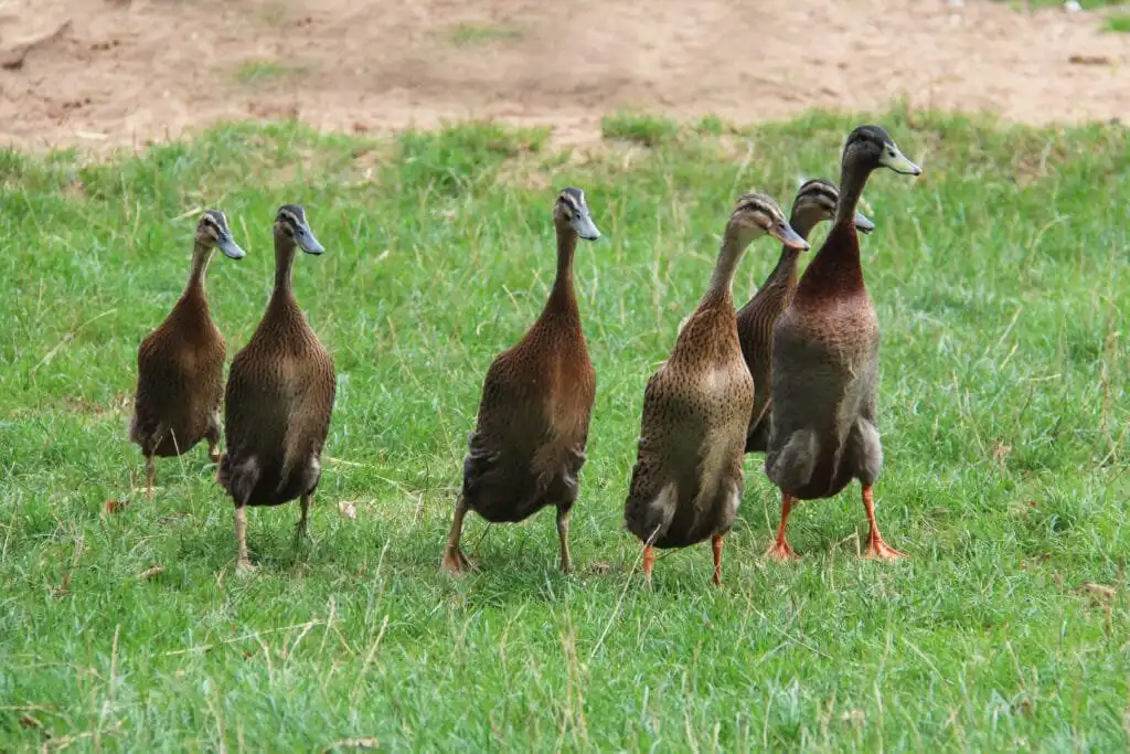 Indian Runner Ducks