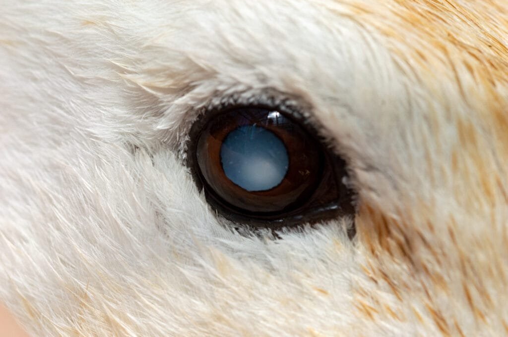 Cataracts in Ducks