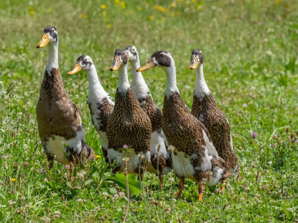 Indian Runner Ducks