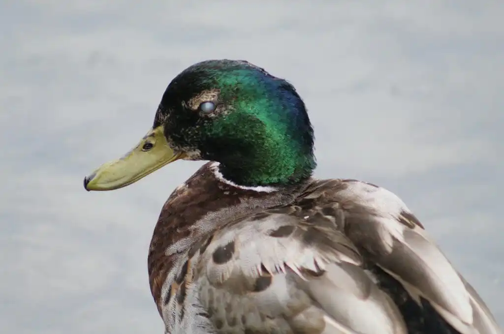 Cataracts in Ducks can be due to age