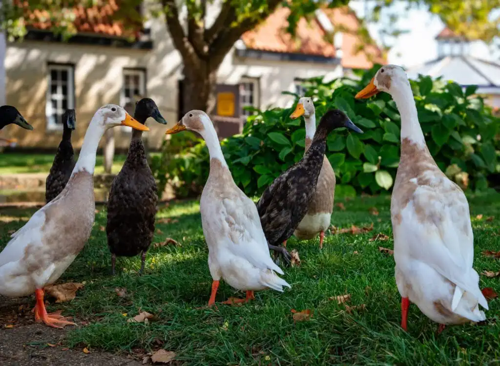 group of Indian Runner Ducks