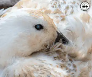 Duck Eye Health: Understanding Cataracts in Ducks and How to Treat Them