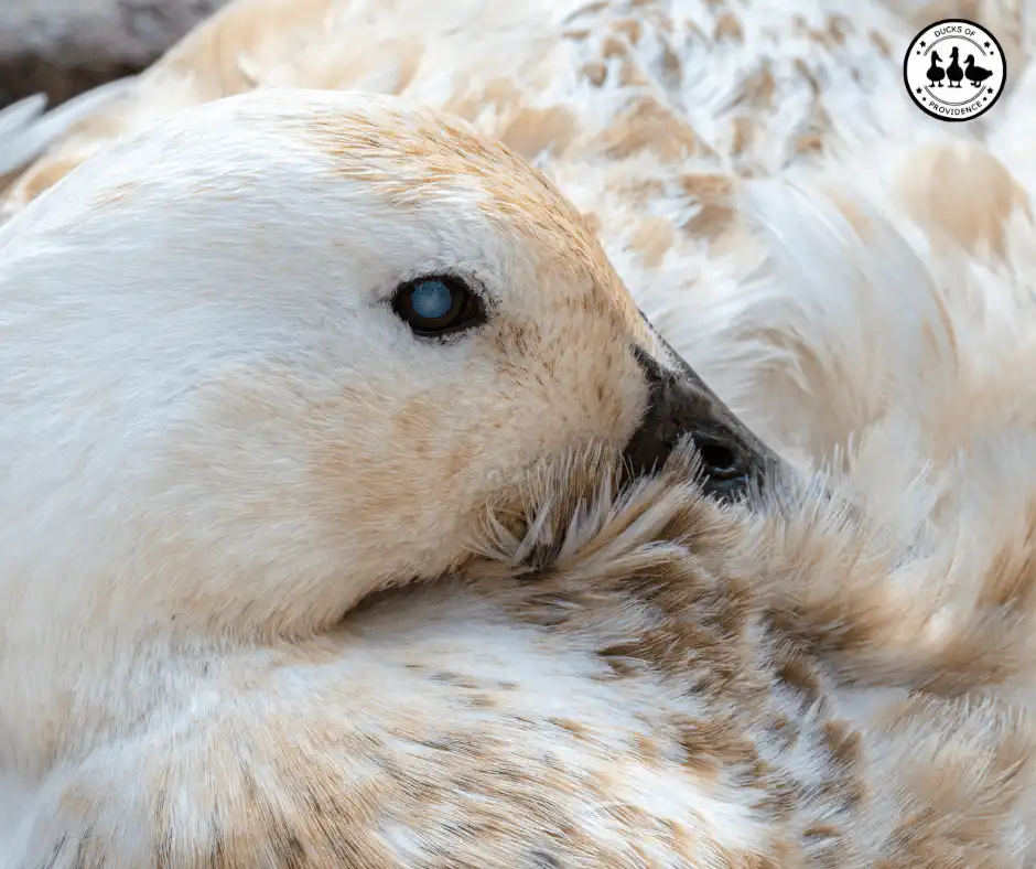 Duck Eye Health: Understanding Cataracts in Ducks and How to Treat Them