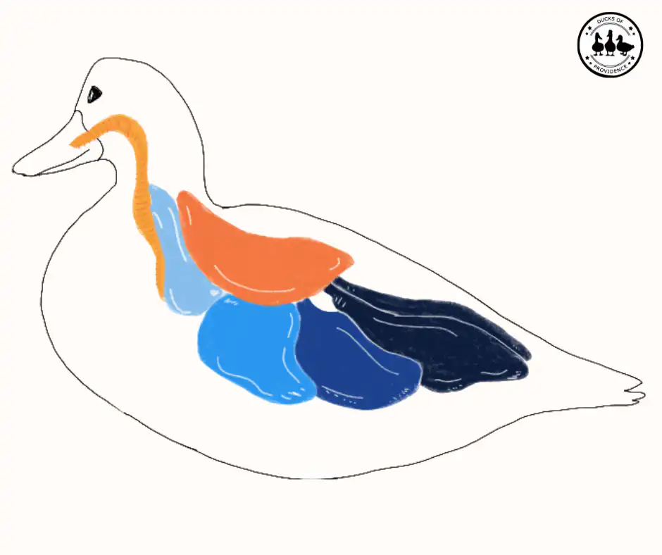 Duck Respiratory System