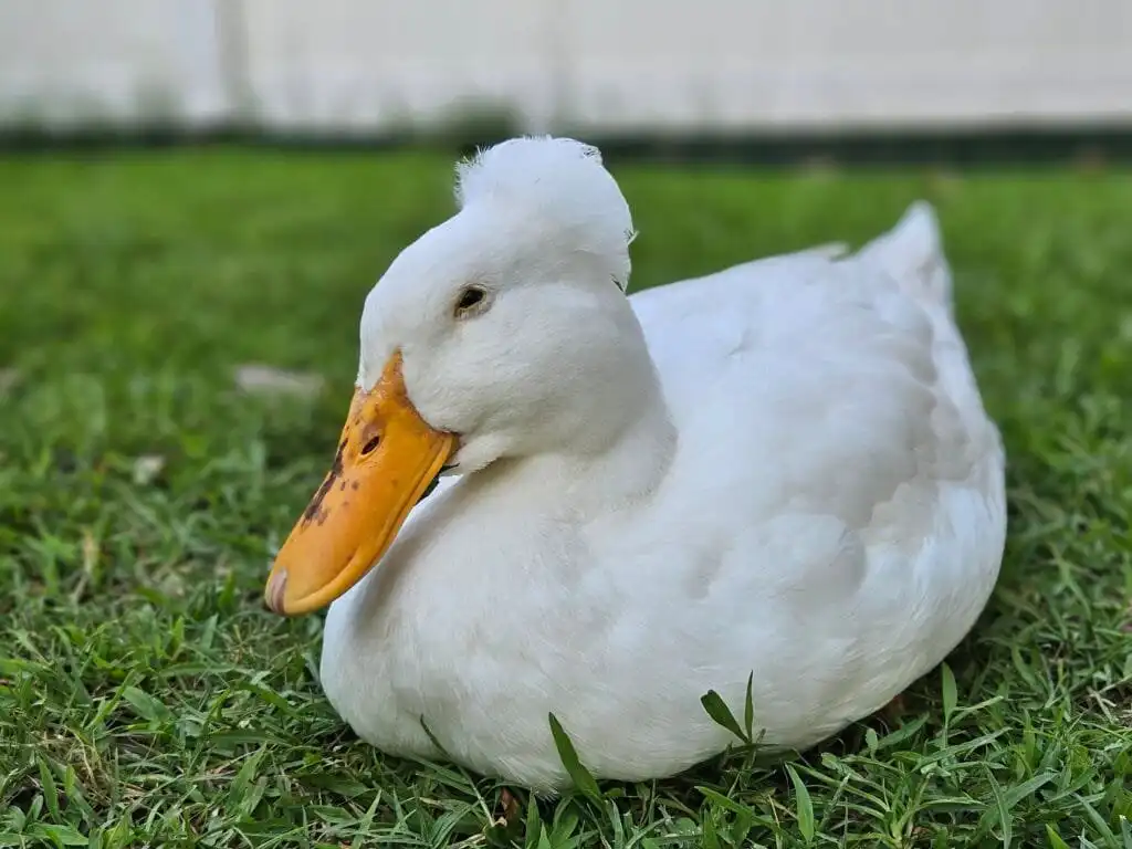 Duck names: this is Emma