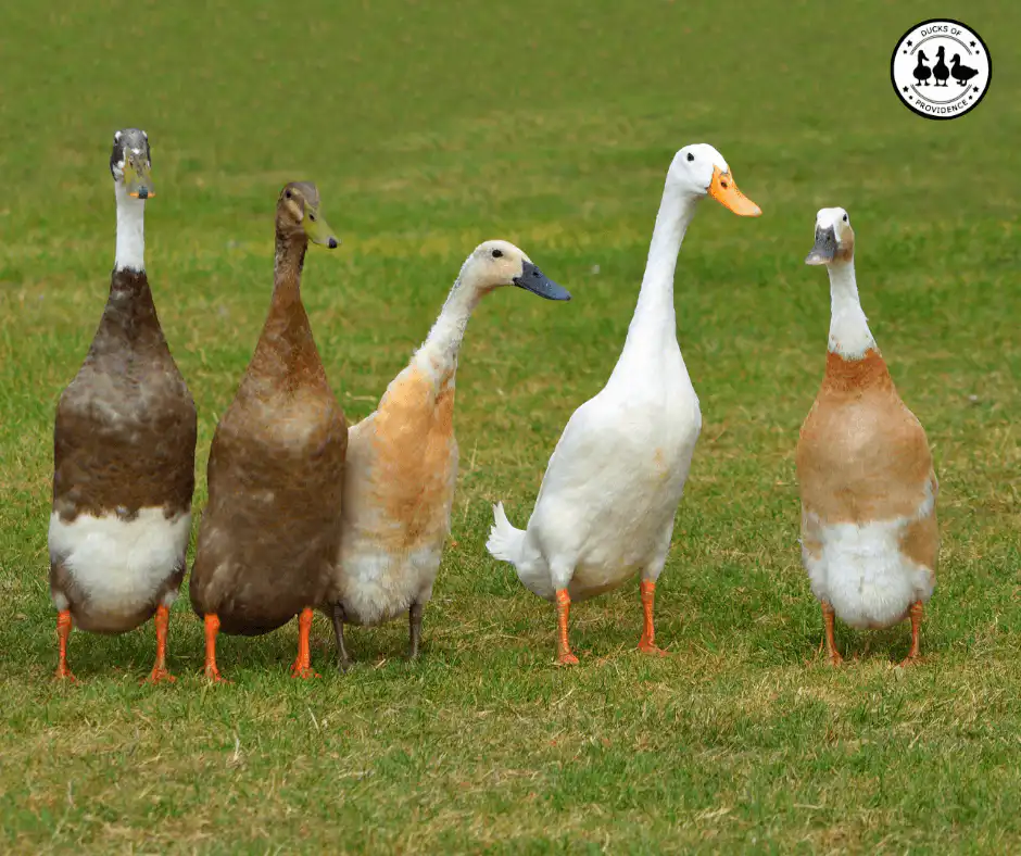 Indian Runner Ducks