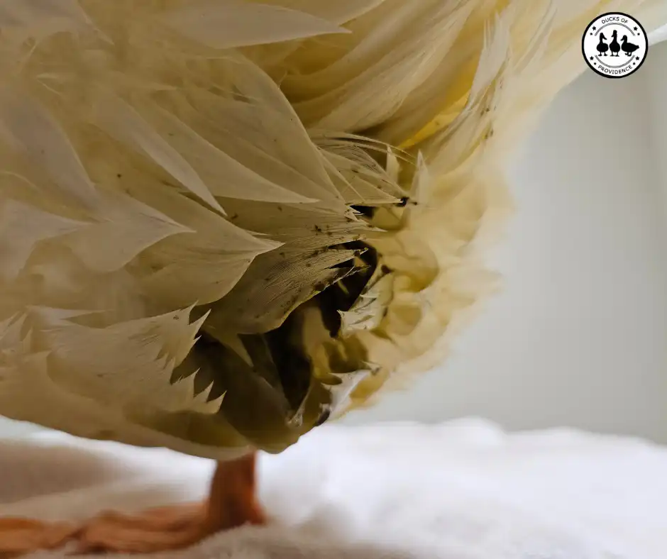 Prolapsed Vent in Ducks