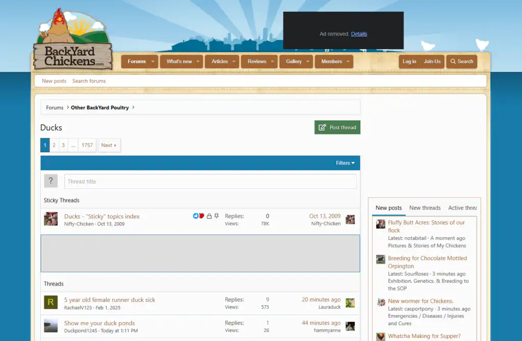 backyard chickens website