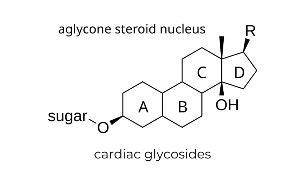 cardiac glycosides