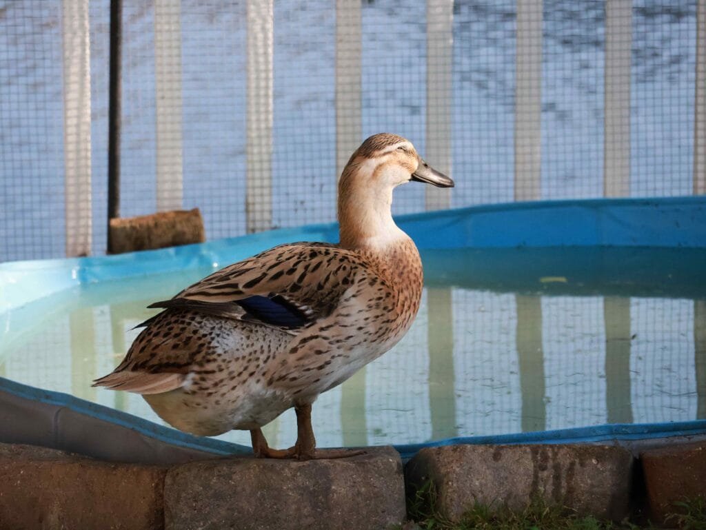 duck standing by water