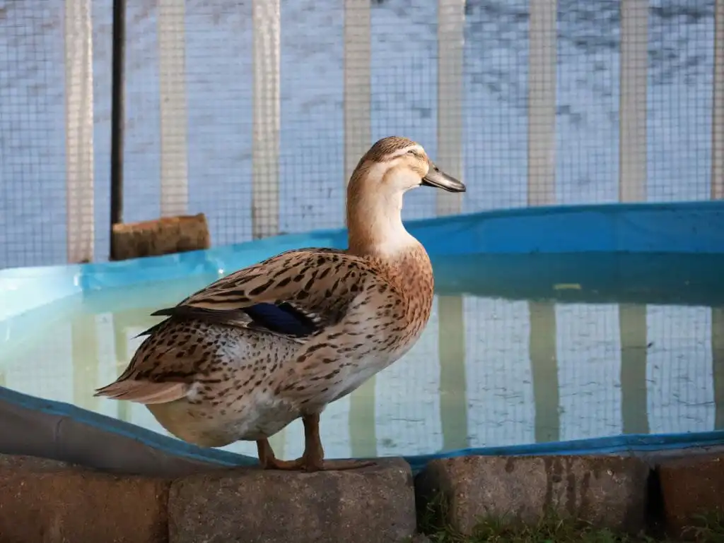duck standing by water