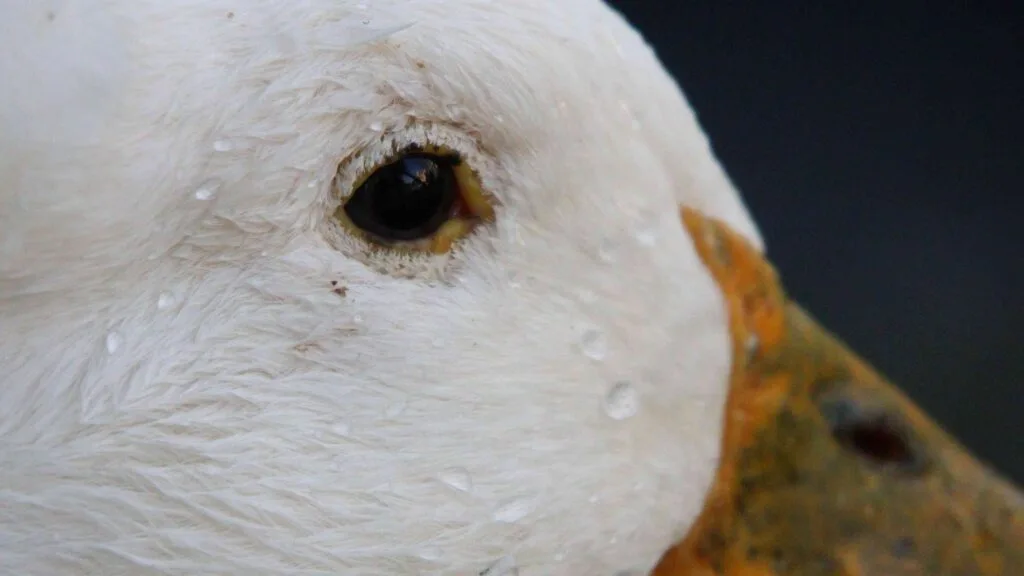 healthy duck eye
