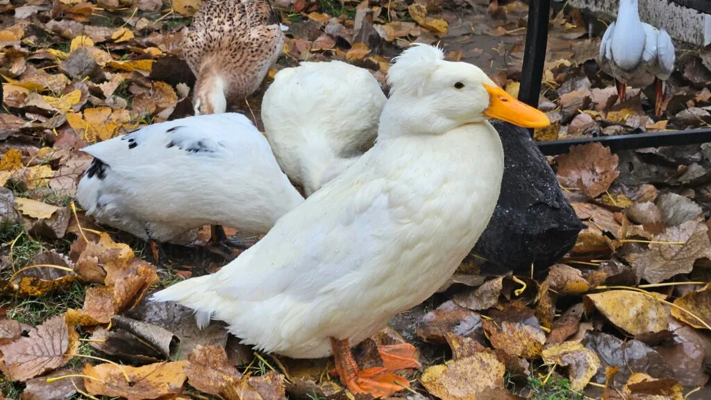 ducks in the rain
