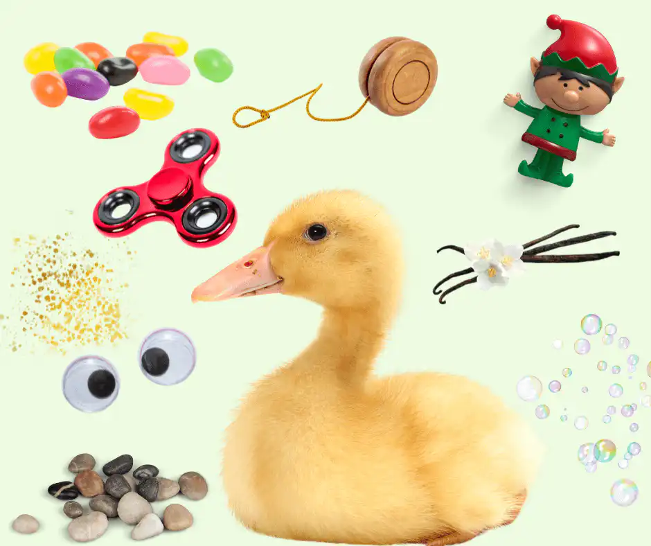 duck names inspiration