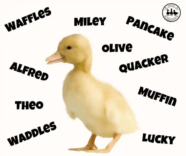 duck names