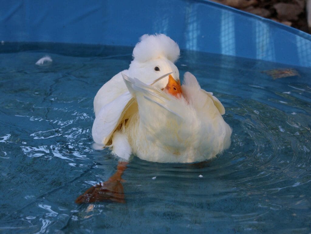 duck preening to prevent wet feather