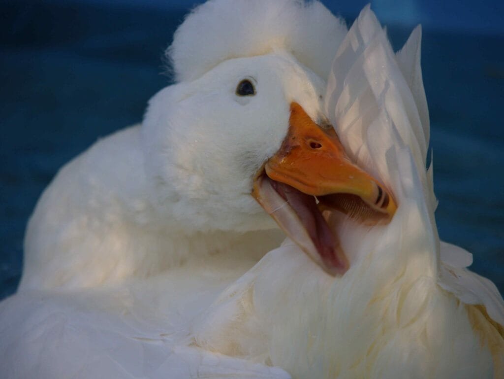 duck preening