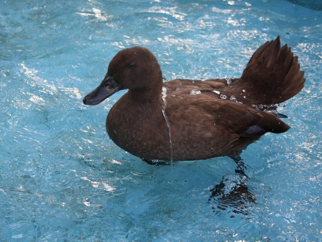 wet feather in ducks: when water does not repel from the feathers like from this duck