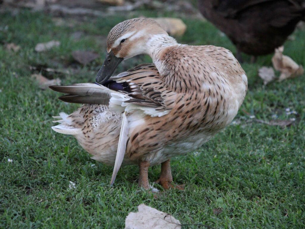 molting duck