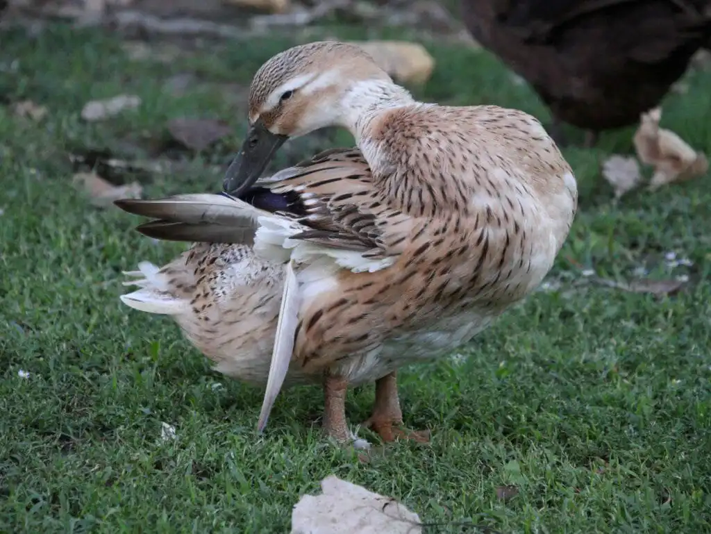 duck molting