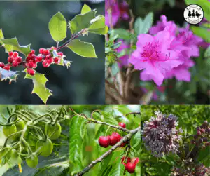 toxic plants for ducks