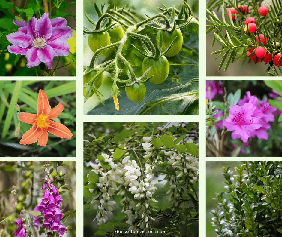 toxic plants for ducks
