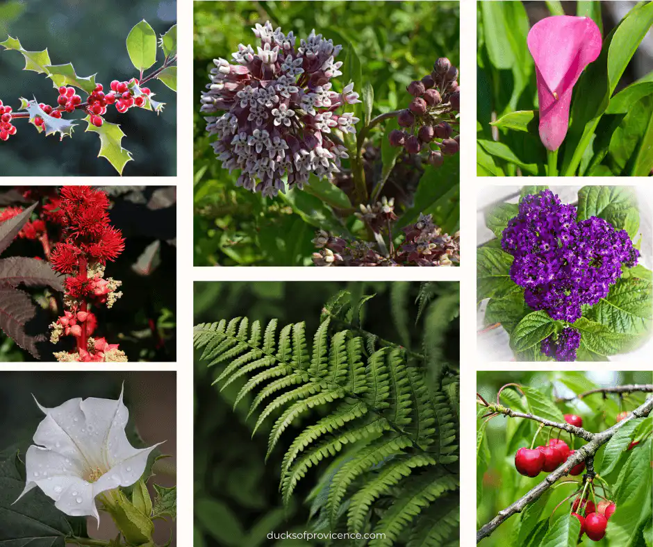 toxic plants for ducks