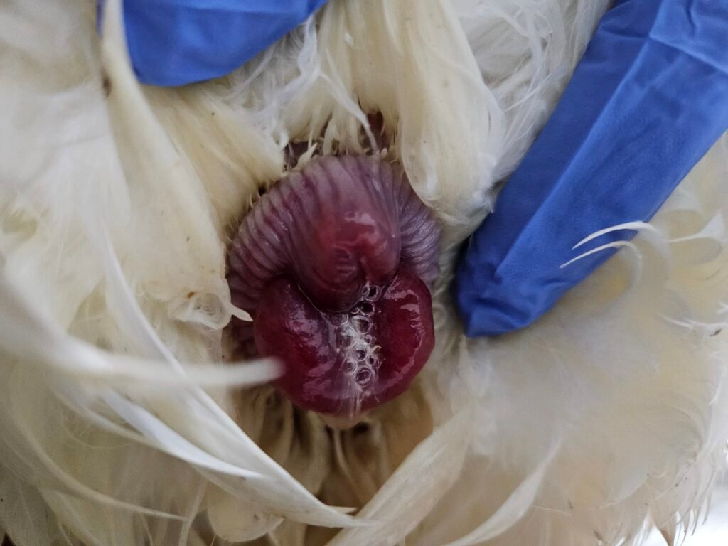prolapsed duck vent