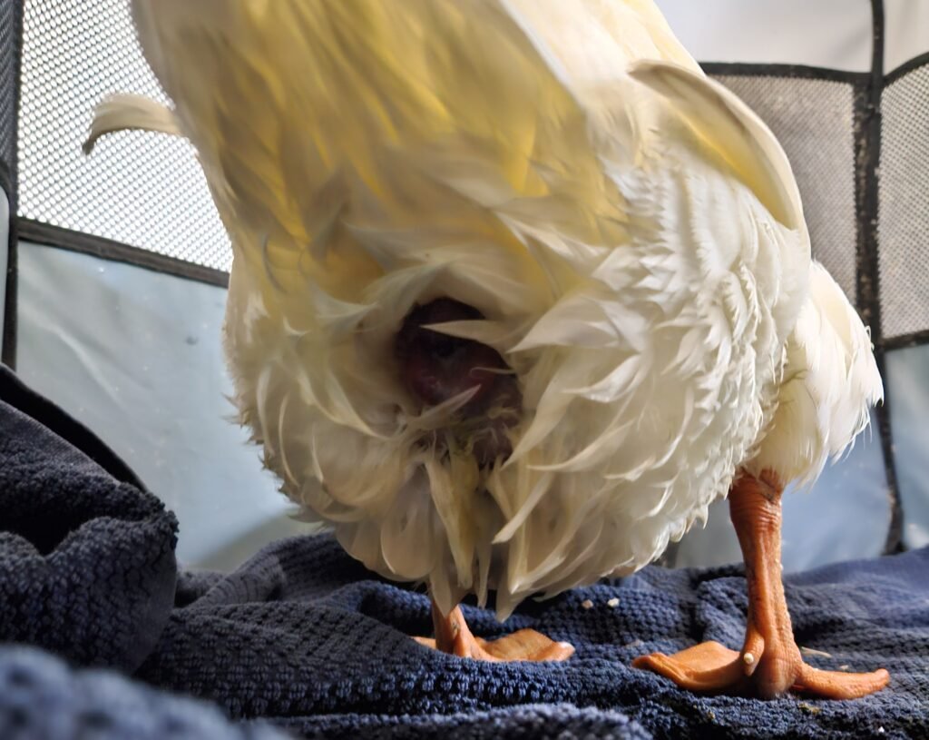 duck vent with prolapse