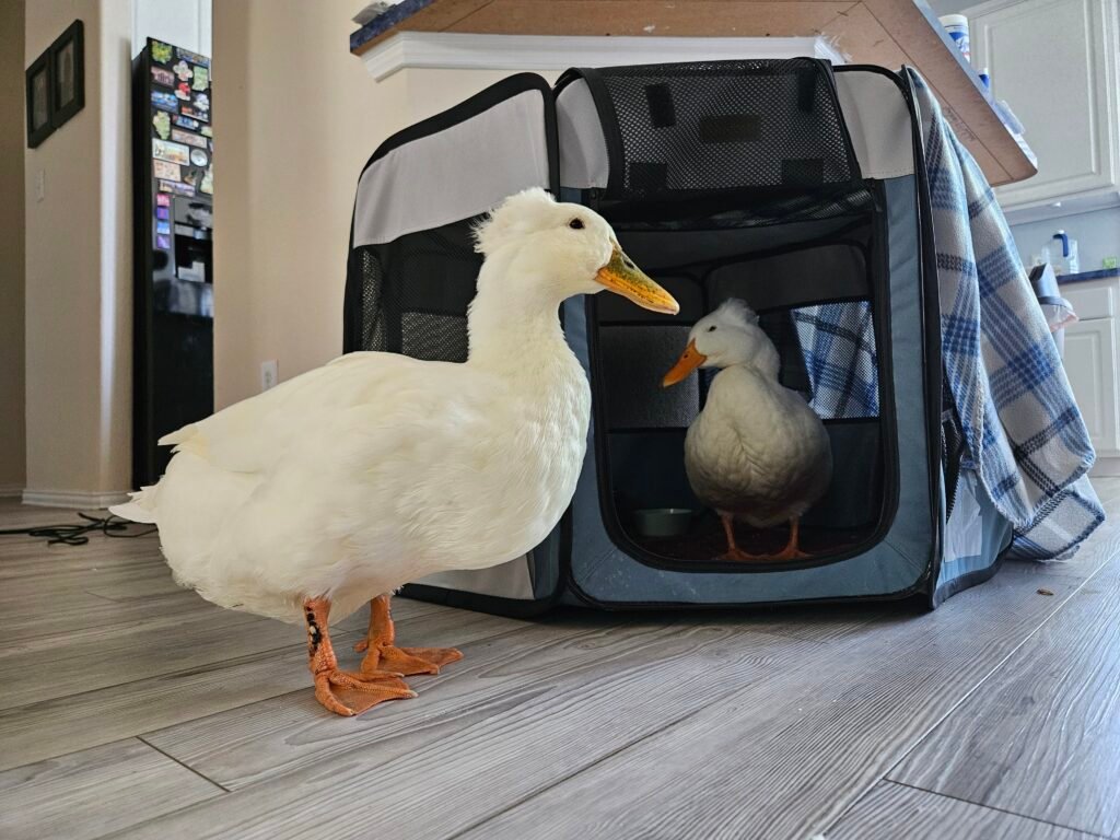 two ducks inside the house