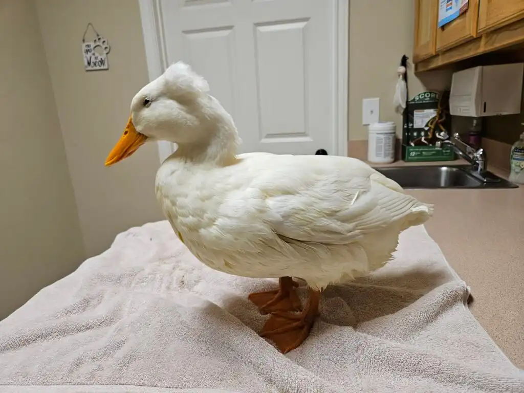 Duck at the vet