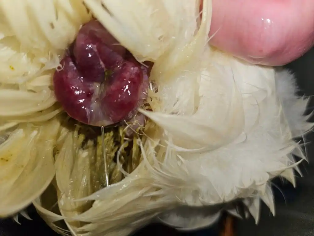 prolapsed vent in ducks