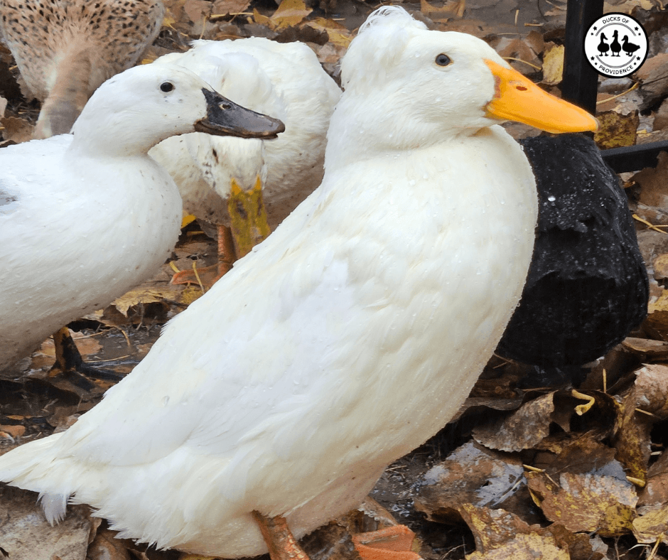 wet feather in ducks