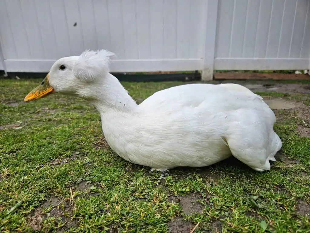weak duck