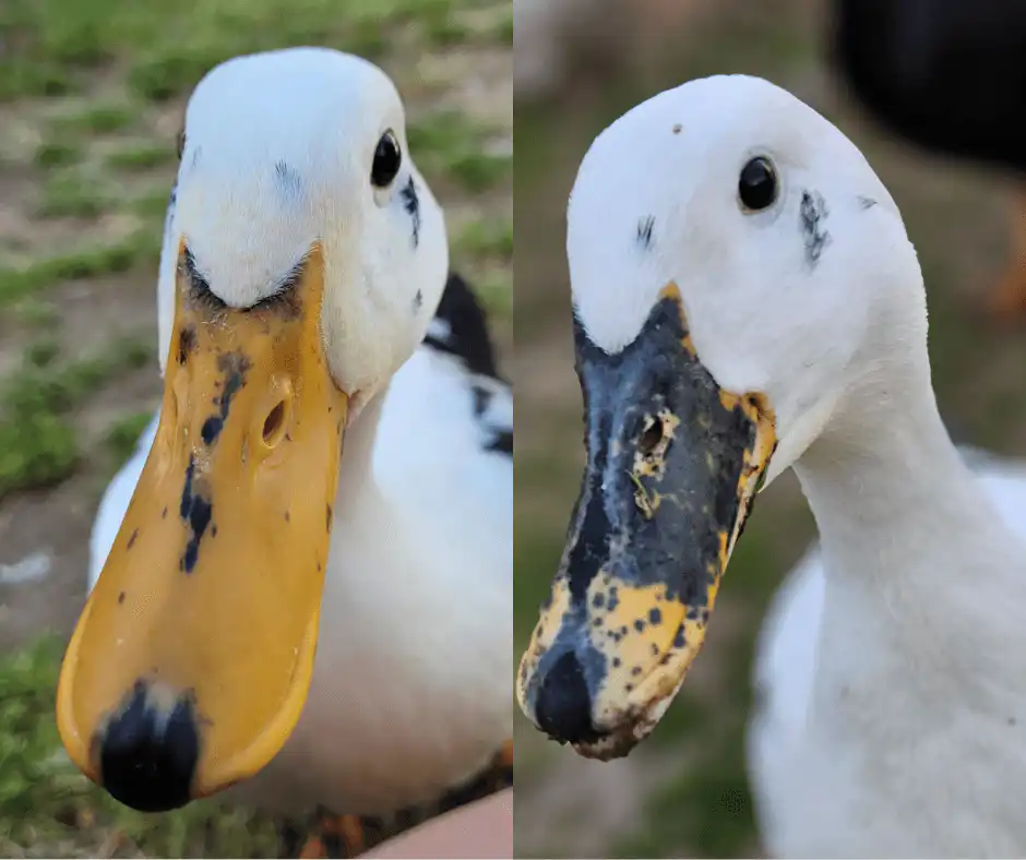 Bill freckles in ducks