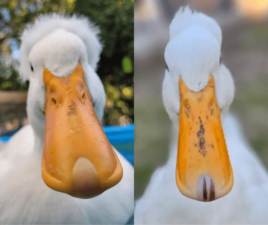 Bill freckles in ducks