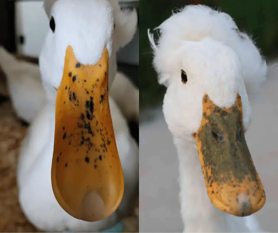Bill freckles in ducks