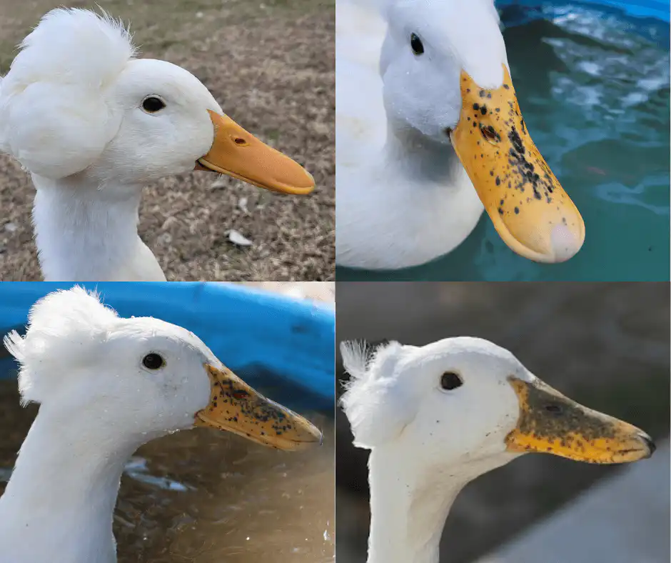 Bill freckles in ducks