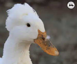 Bill Freckles in Ducks