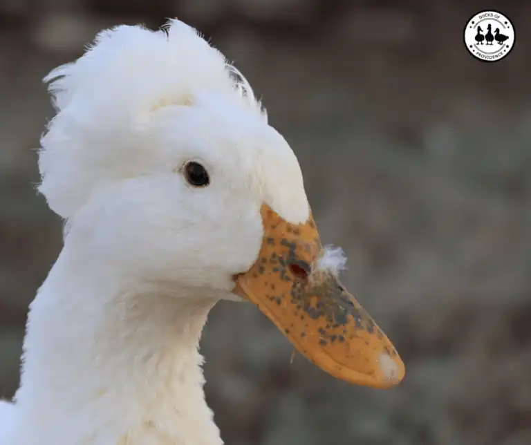 Bill Freckles in Ducks