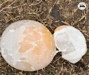 Reproductive Issues in Ducks