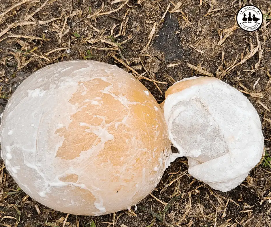 Reproductive Issues in Ducks