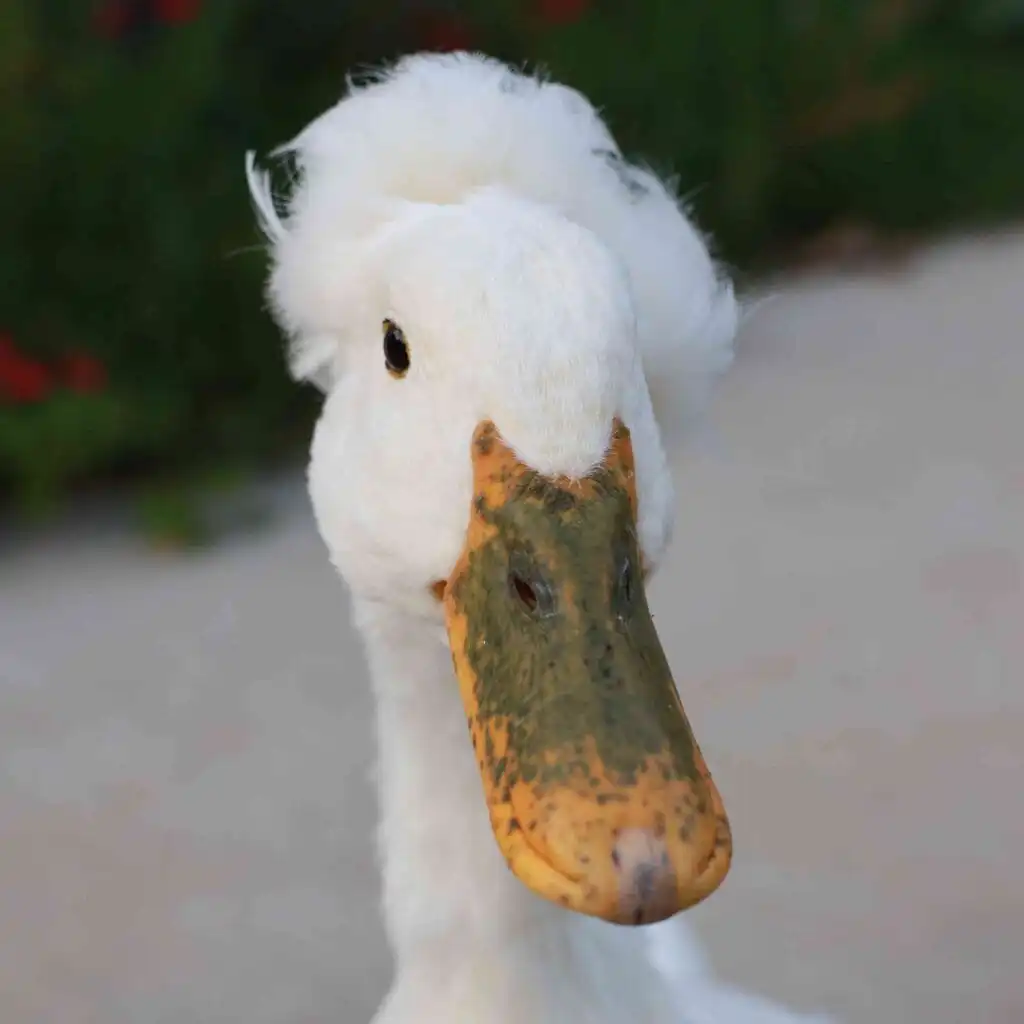 bill freckles in ducks