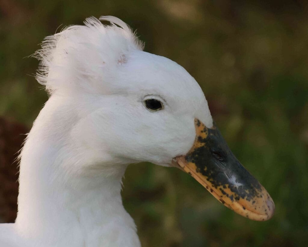 bill freckles in ducks